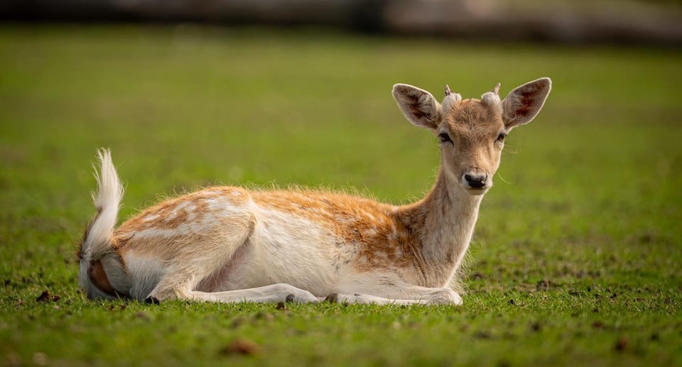 Wildpark Johannismühle Gutschein 2024 mit 25 Prozent Rabatt