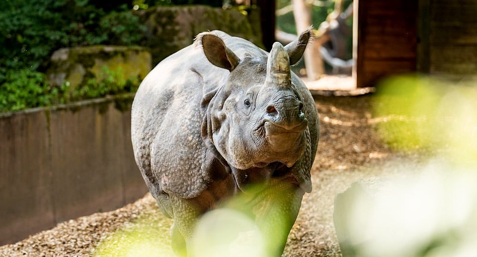 Tiergarten Nürnberg Gutschein 2 für 1 Coupon Rabatt Ticket mit Rabatt