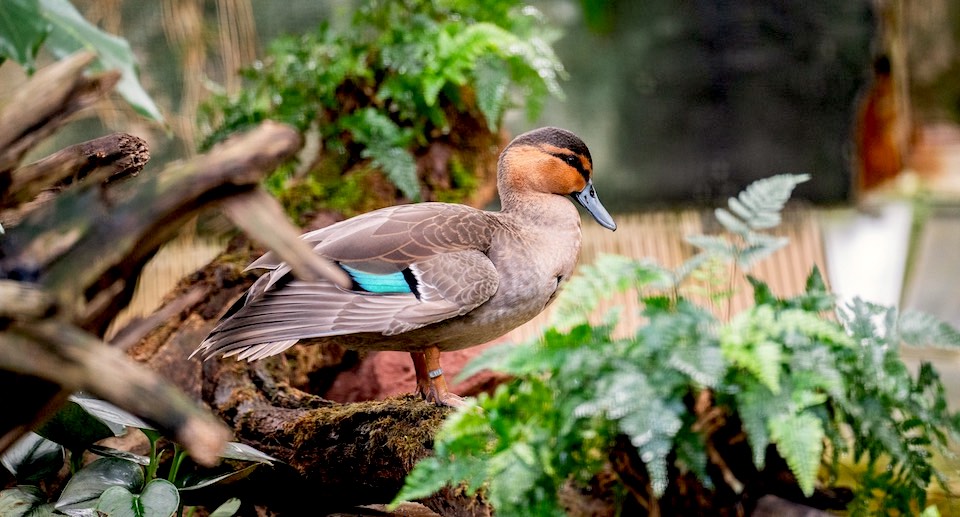 Tiergarten Nürnberg Gutschein: Freikarten für Schüler