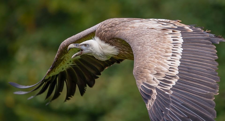 Wildpark Lüneburger Heide Gutschein 2 für 1 Coupon Ticket mit Rabatt