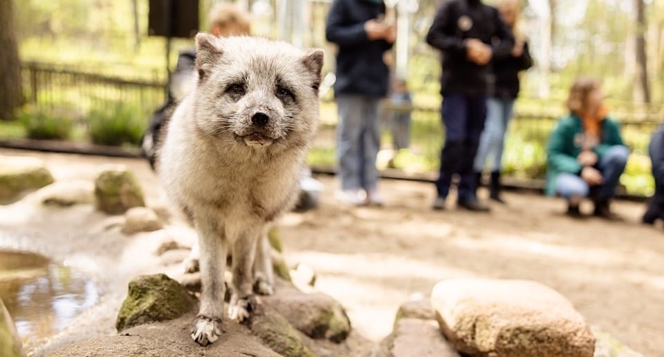 Wildpark Lüneburger Heide Gutschein: Tickets mit 50 Prozent Rabatt