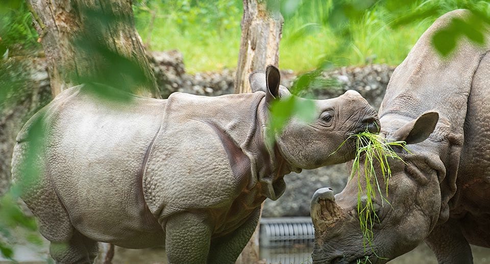 Zoo Basel Gutschein 2 für 1 Rabatt