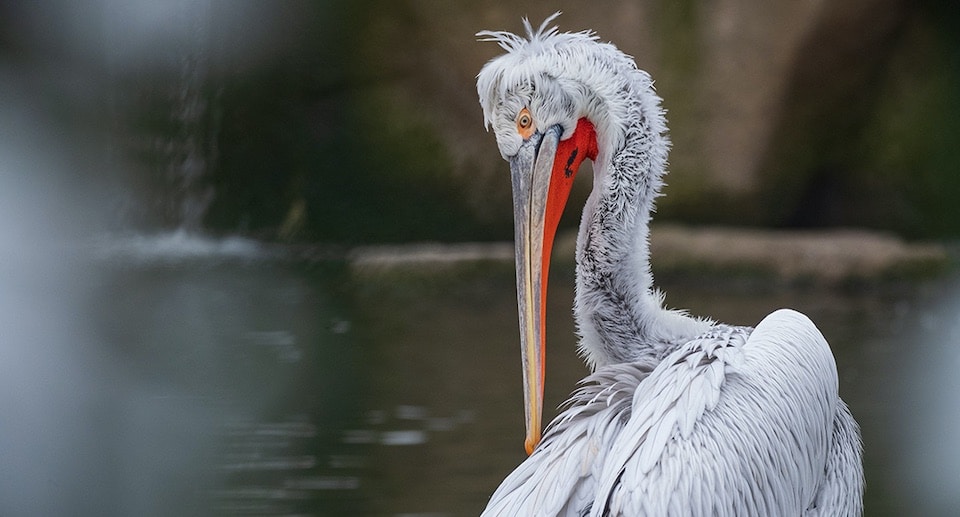 Zoo Basel Gutschein 2 für 1 Ticket