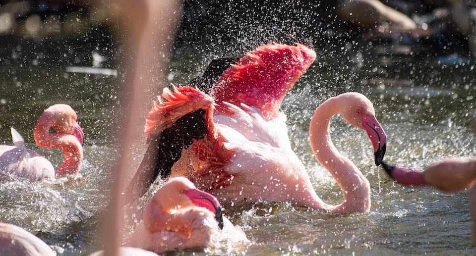 Zoo Basel Gutschein 2 für 1 Deal