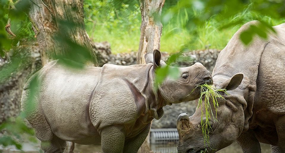 Zoo Basel Gutschein Freikarte im Sommer 2024