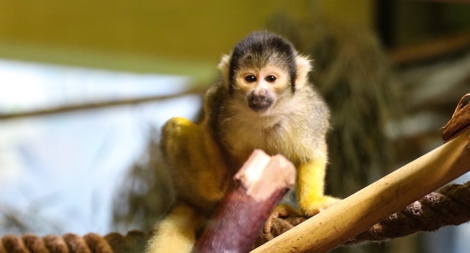 Zoo Osnabrück Angebot: Jahreskarten mit 40 Prozent Rabatt