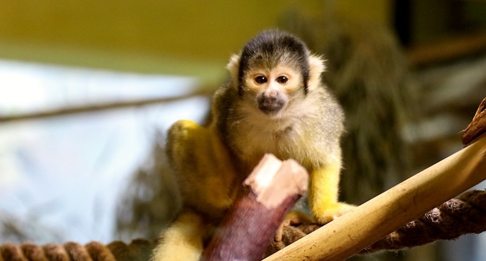 Zoo Osnabrück Gutschein 2 für 1 Rabatt