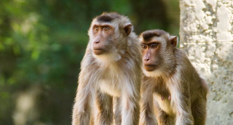 Zoo Osnabrück Gutschein 2 für 1 Ticket