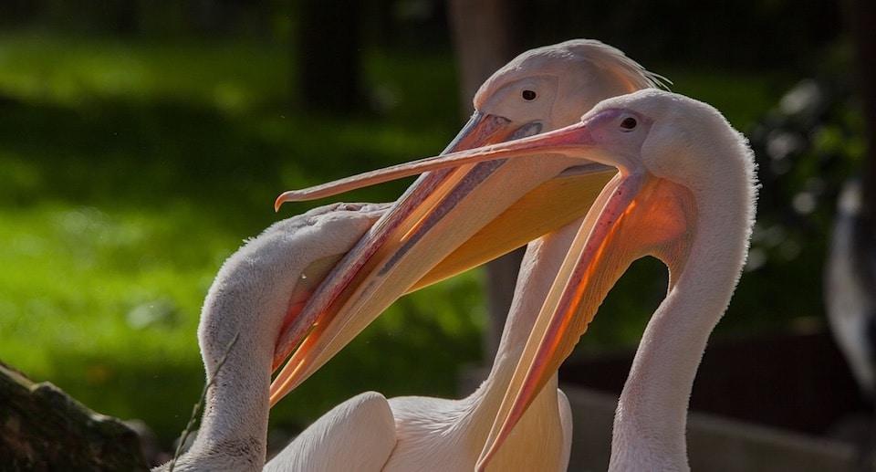 Zoo Osnabrück Gutschein 2 für 1 Coupon Ticket mit Rabatt