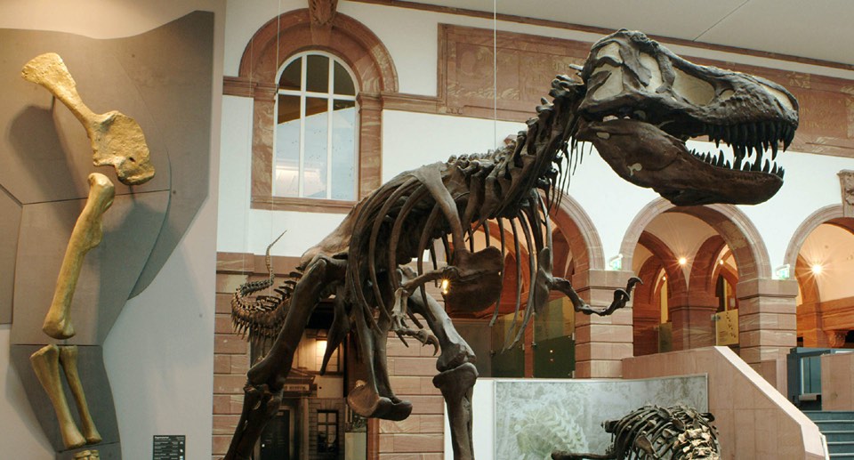 Senckenberg Naturmuseum Gutschein 2 für 1 Coupon Ticket mit Rabatt