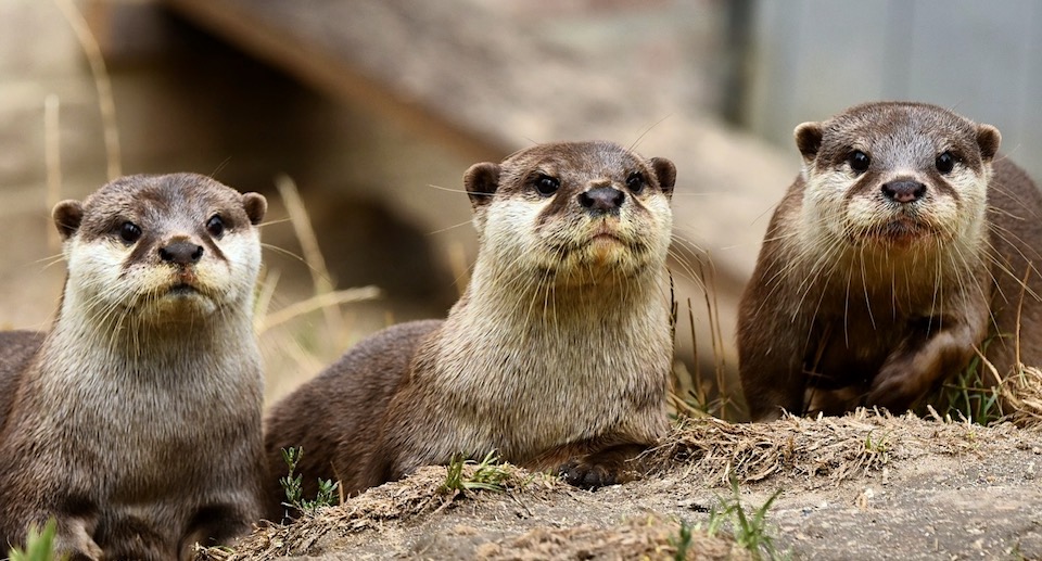 Tiergarten Kleve Gutschein 2 für 1 Coupon Ticket mit Rabatt