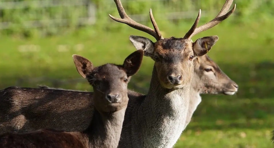 Tiergarten Kleve Gutschein 2 für 1 Coupon Ticket mit Rabatt