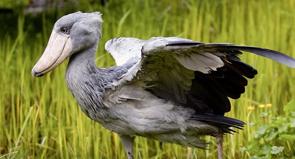 Weltvogelpark Walsrode Gutschein 2 für 1 Coupon Ticket mit Rabatt