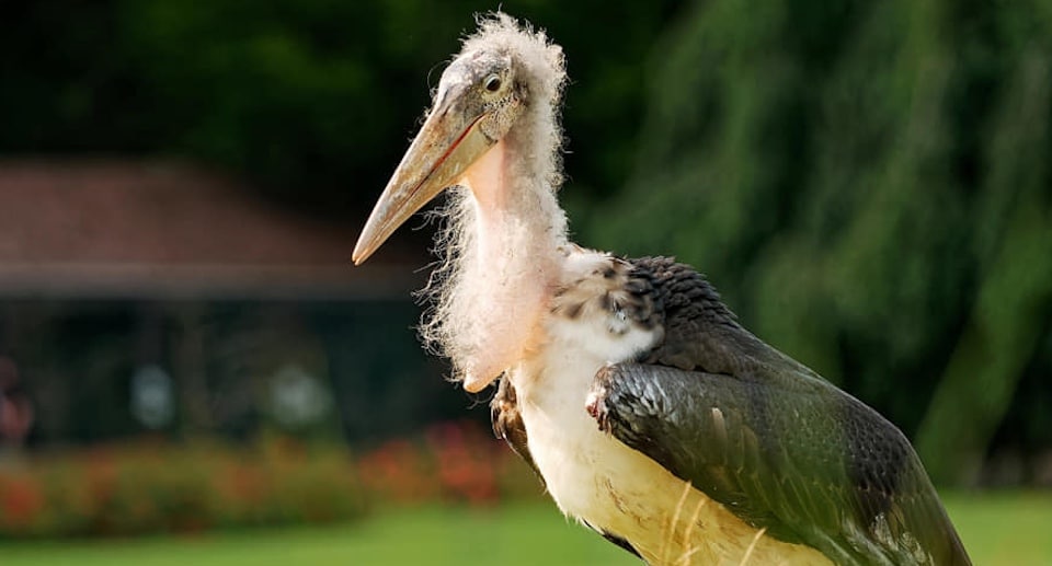 Weltvogelpark Walsrode Gutschein 2 für 1 Coupon Ticket mit Rabatt