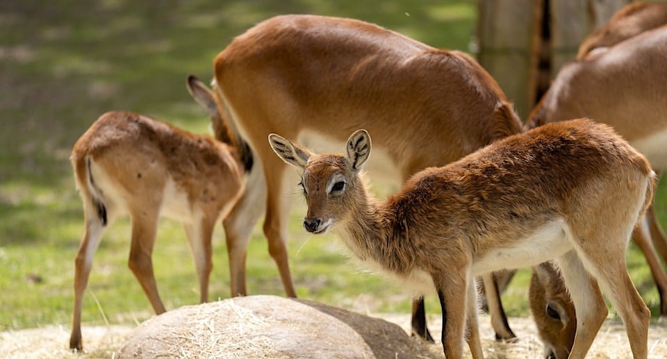 Zoo Rostock Gutschein 2 für 1 Coupon Ticket mit Rabatt