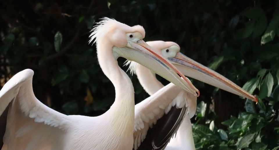 Erlebnis Zoo Hannover Gutschein 2 für 1 Coupon Ticket mit Rabatt