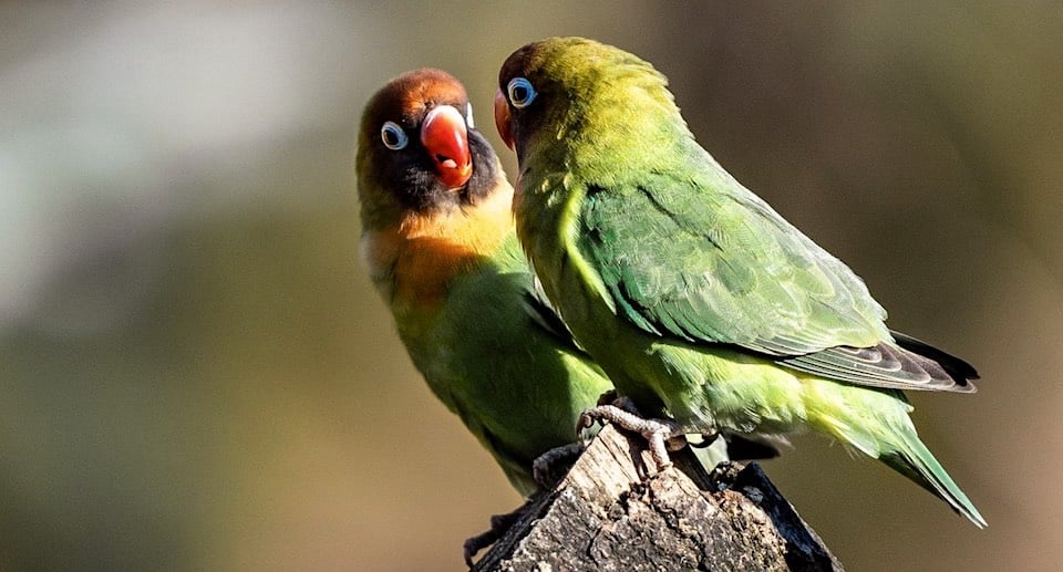 Erlebnis Zoo Hannover Gutschein 2 für 1 Coupon Ticket mit Rabatt