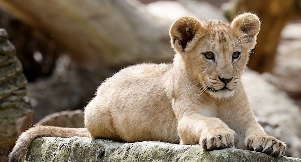 Erlebnis Zoo Hannover Gutschein 2 für 1 Coupon Ticket mit Rabatt