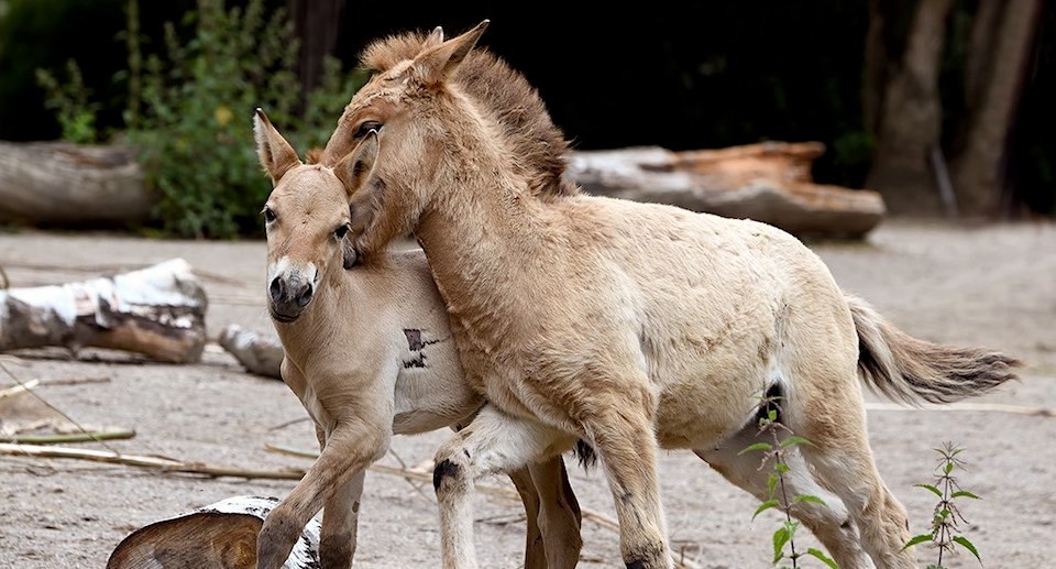 Kölner Zoo Gutschein 2 für 1 Coupon Ticket mit Rabatt