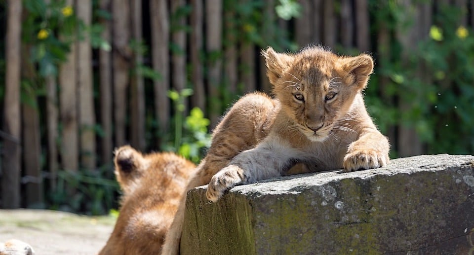 Kölner Zoo Gutschein 2 für 1 Coupon Ticket mit Rabatt