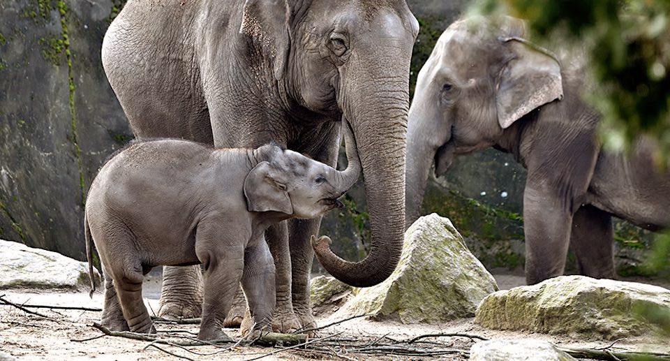 Kölner Zoo Gutschein 2 für 1 Coupon Ticket mit Rabatt