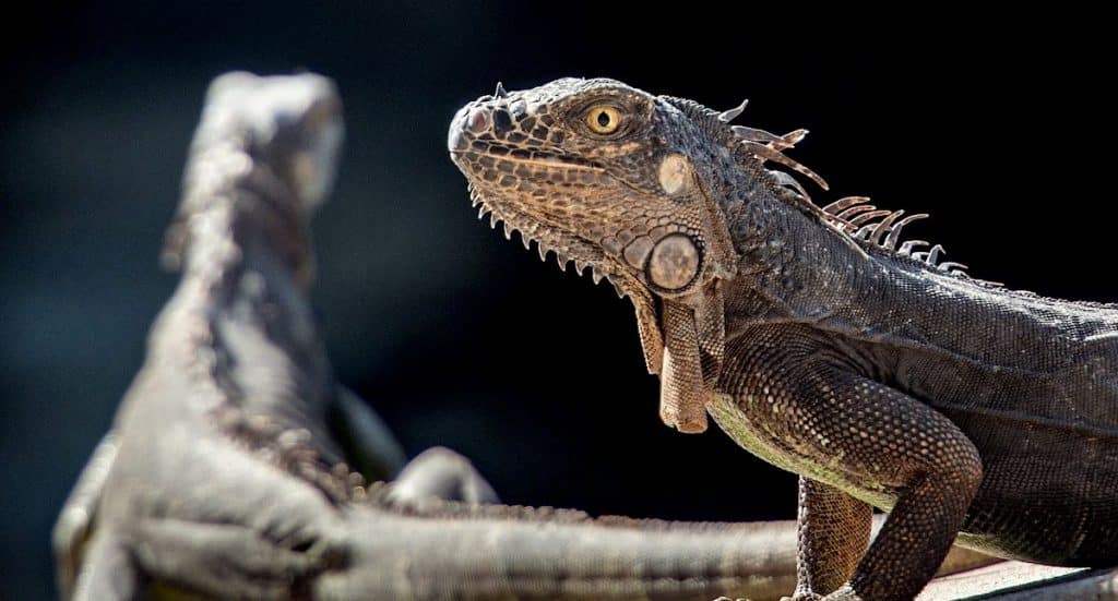 Reptilienzoo Neu-Ulm Gutschein: Tickets mit 41 Prozent Rabatt