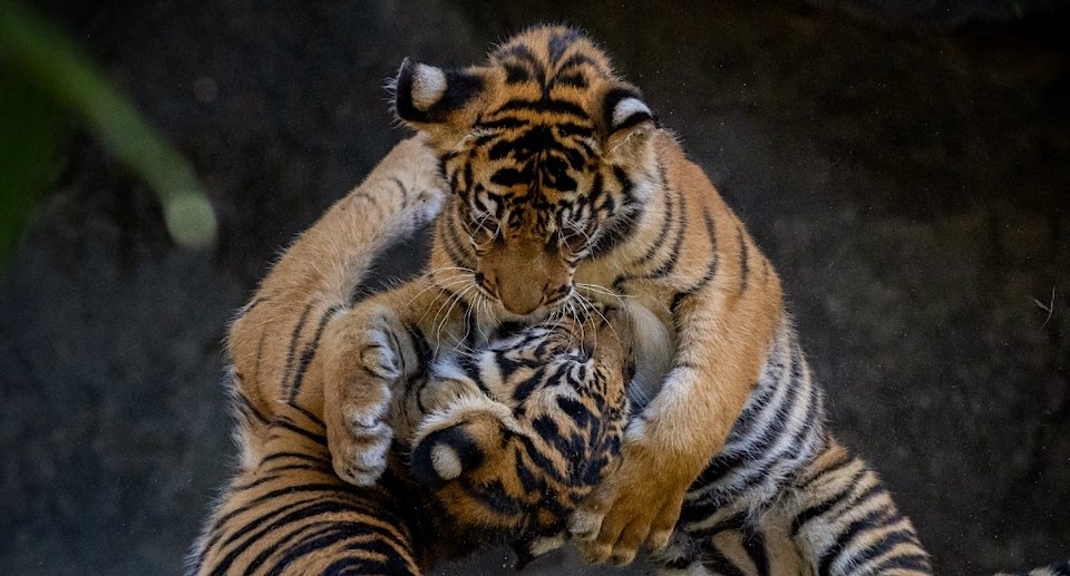 Tierpark Berlin Gutschein 2 für 1 Coupon Ticket mit Rabatt