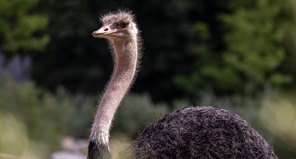 Tierpark Berlin Gutschein 2 für 1 Coupon Ticket mit Rabatt