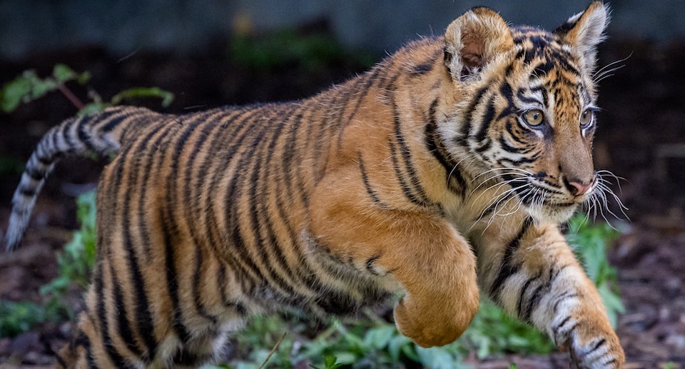 Tierpark Berlin Gutschein 2 für 1 Coupon Ticket mit Rabatt