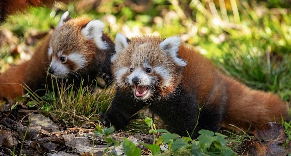 Tierpark Hellabrunn Gutschein 2 für 1 Coupon Ticket mit Rabatt