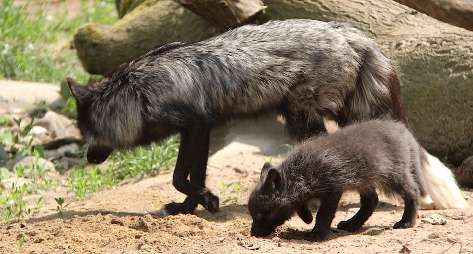 Tierpark Wolgast Gutschein 2 für 1 Coupon Ticket mit Rabatt