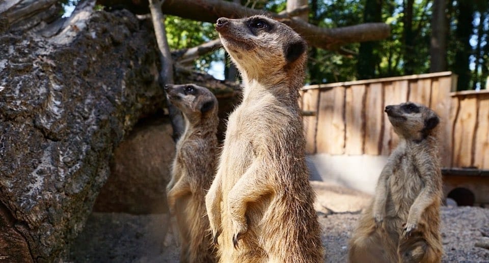 Tierpark Wolgast Gutschein 2 für 1 Coupon Ticket mit Rabatt