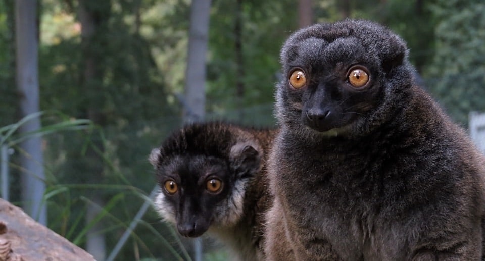 Tierpark Wolgast Gutschein 2 für 1 Coupon Ticket mit Rabatt