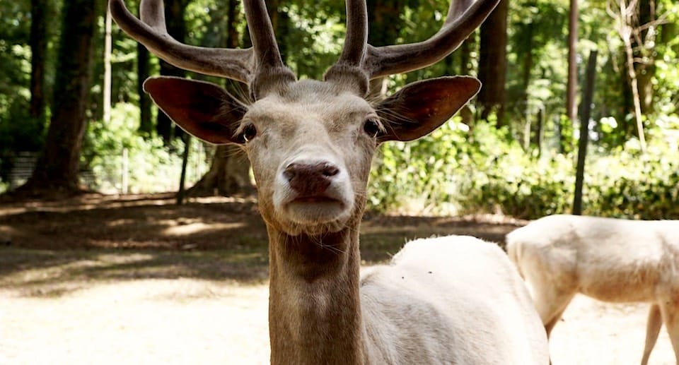 Tierpark Wolgast Gutschein 2 für 1 Coupon Ticket mit Rabatt