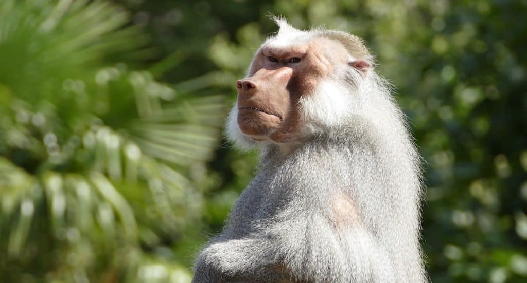 Zoo Frankfurt: Masterplan für die Zukunft liegt vor