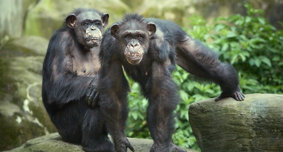 Zoo am Meer Gutschein 2 für 1 Coupon Ticket mit Rabatt