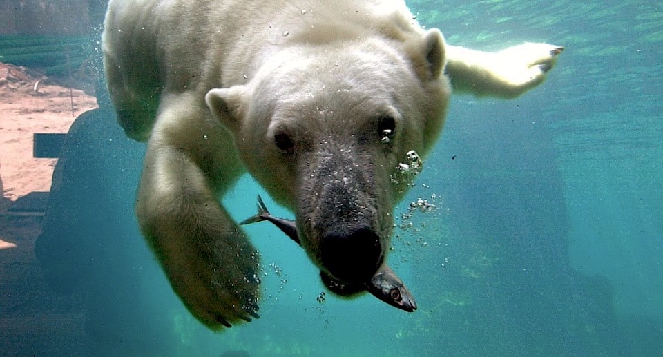 Zoo am Meer Gutschein 2 für 1 Coupon Ticket mit Rabatt