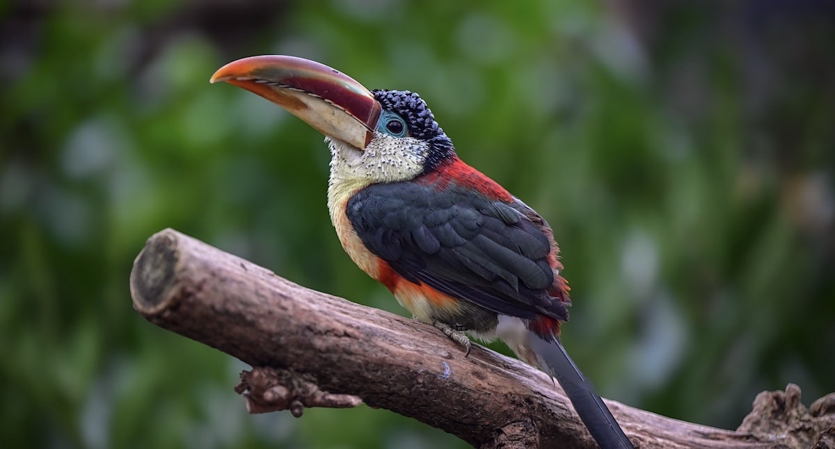 Kölner Zoo Gutschein 2025: Tageskarte mit 35 Prozent Rabatt