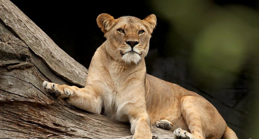 Tierpark Hagenbeck: Tickets 2025 2 für 1 Gutschein mit 50 Prozent Rabatt