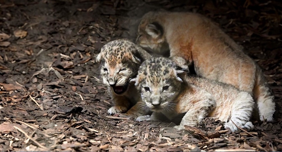 Wildlands Adventure Zoo Emmen Gutschein 2025 Löwenbabys