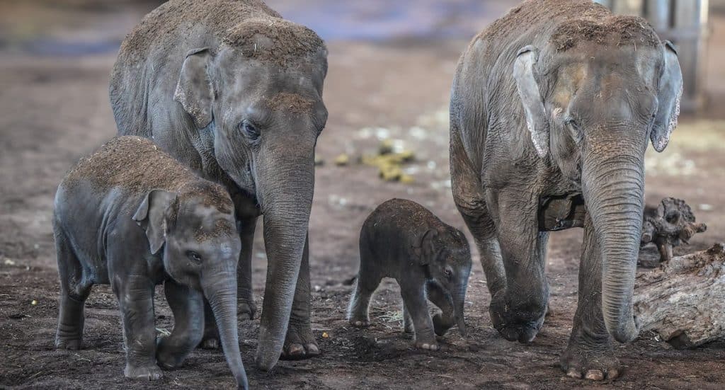 Kölner Zoo: Große Freude über kleinen Elefanten