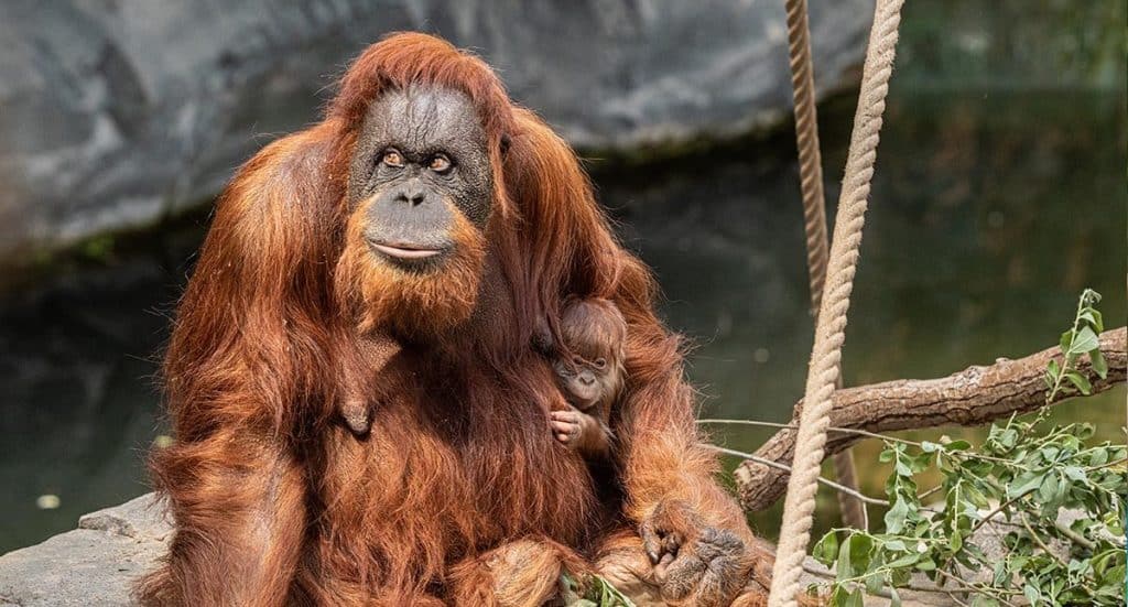 Tierpark Hagenbeck: Neue Geschäftsführung im Jahr 2025