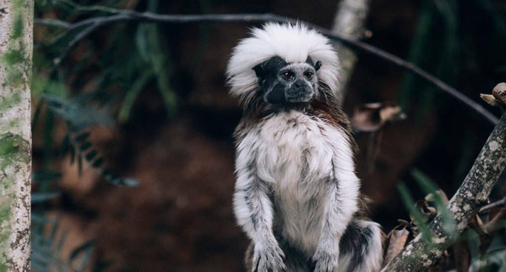 Zoo Zürich: Eröffnung von „Zoo Caffè & Ristorante“