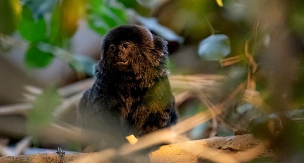 Allwetterzoo Münster Gutschein: Tickets mit 38 Prozent Rabatt