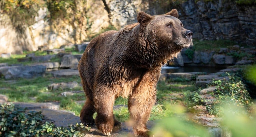 Domäne der Grotten von Han Gutschein mit 25 Prozent Rabatt