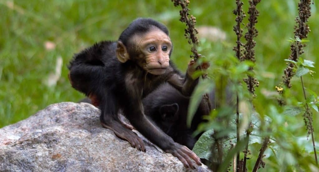 Tierpark Berlin: Programm und Events zum 70-jährigem Bestehen