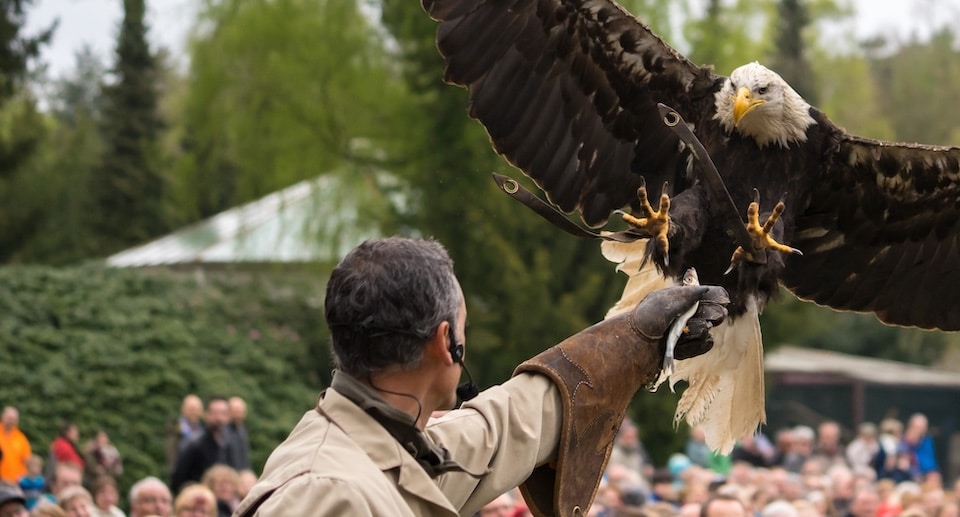 Weltvogelpark Walsrode Flugshow
