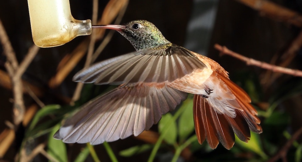 Weltvogelpark Walsrode Kolibri