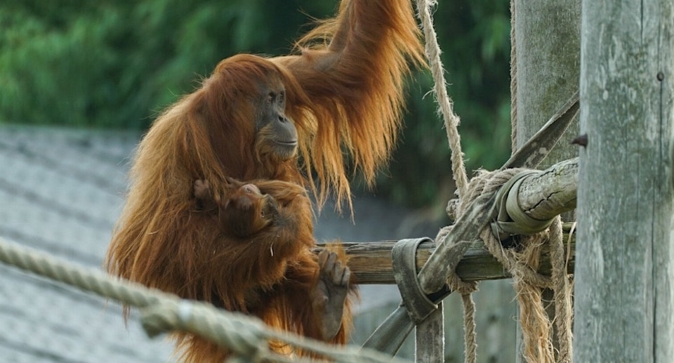 Zoo Amnéville Gutschein