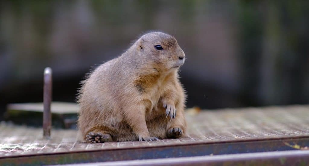Erlebnis-Zoo Hannover: Feierlichkeiten zum 160. Jubiläum